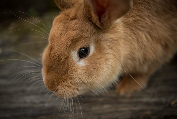 � ���������� ������ ����������� �����������