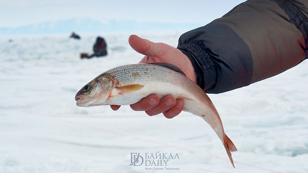 � ���������� ������ ����������� ��������� �������