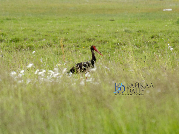 � ��������� ������� ���������������� ��������� � �����