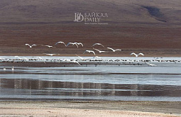 � ������� ��������� ����� �� ������, ����� � �����: ������������