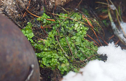 � ������� ��������� �������� ����������� 