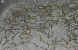 � ��������� ������� � ���� ��������� 235 ����� ���� ������ ����� 