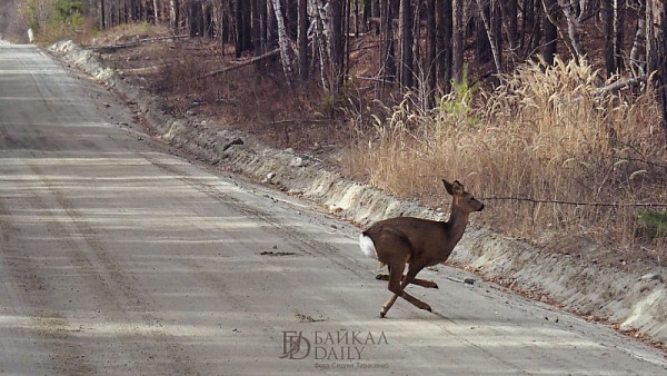 Охоту в Бурятии решили свести к минимуму