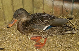 � �������� ������ ����������� ��� ��� �� ���� ������ ����