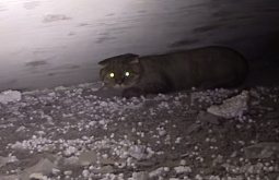 � ����-��� ��������� ����� �� ������ ��� ���������