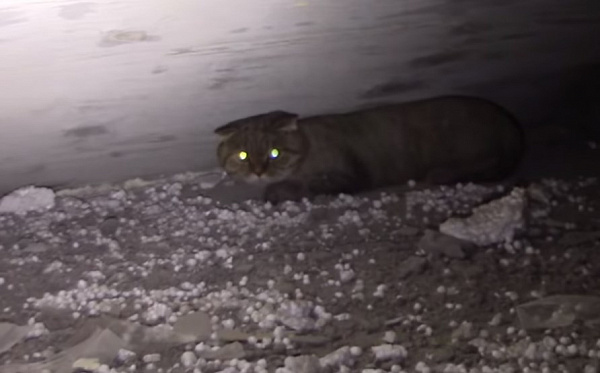 � ����-��� ��������� ����� �� ������ ��� ���������