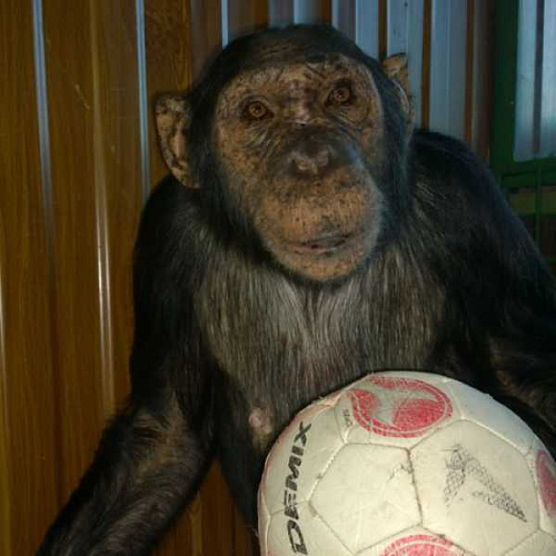 В Иркутске жителей благодарят за подаренные шимпанзе игрушки 