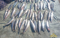 У браконьеров в Бурятии за сезон изъяли аж 1,5 тонны омуля