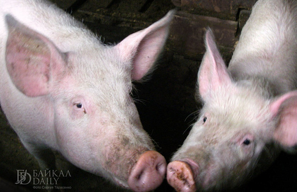 � ������� ������������� ����������� �� ��������� ��������