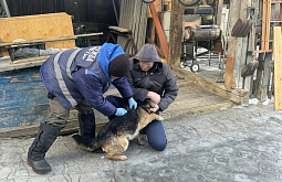 � ����-��� ������� ���� ������������ �����