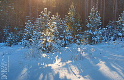 В Иркутской области охотник застрелил заготовителя дров, приняв его за волка 