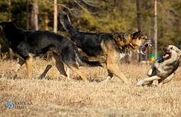 � ������� ���������� ����� ���������� �� 4 ��������