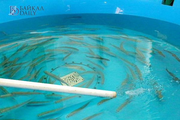 � ������� ���������� ������� ��������� � ������ ������ ����