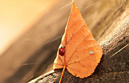 � ������� +22