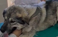 � ����-��� ������ ����� ��������� ������� 