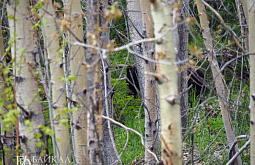 � ��������� ������ ������� �������� ��������