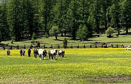 � ������� ����� ����� ��������� ���������� ������