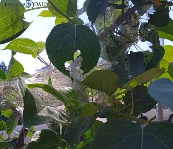 ����-��� ����� ������������� ����������� ���������