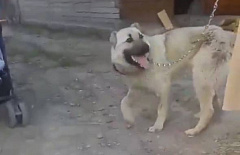 В Улан-Удэ щенку, которого лечили от депрессии поглаживаниями, нашли дом