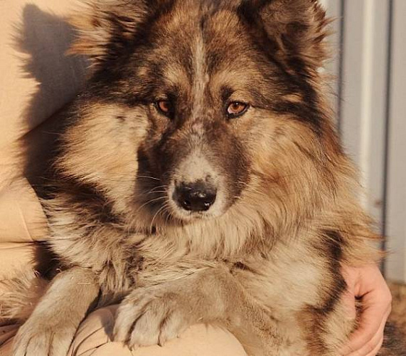 В Улан-Удэ едва не сгоревшему заживо трёхлапому псу ищут хозяев