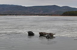 У посёлка Бурятии засняли осмелевших нерп