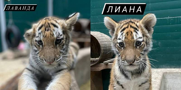 В Иркутской зоогалерее появились две сестрёнки-тигрицы