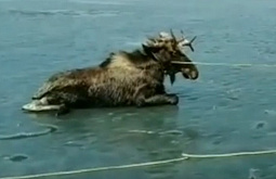 В Иркутской области со льда спасли лося 
