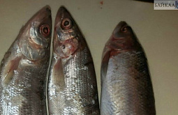 � ������� 19-������ ��������� ������� ����� �� 800 � ������ ����� 