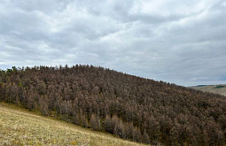 ��������� ��������� �������� ���� ����������� ������ �������