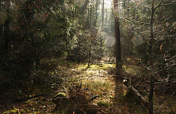 � ����-��� ������� ������ � ���