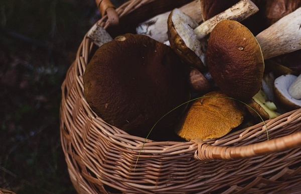 � ������� ����������� ��������� ������������ ������  