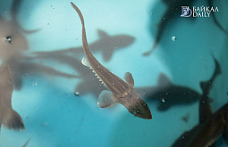 � ������� ������ ������� ��������� ����� 47 ����� ������ ����� � ������