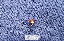 � ������� ���������� �������� ������ �� ������