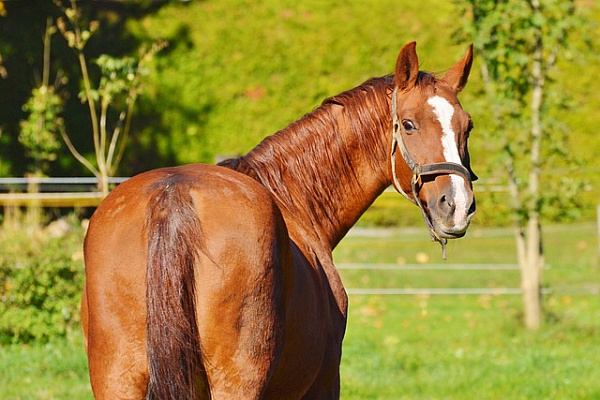 Житель Бурятии украл коней с животноводческой стоянки 