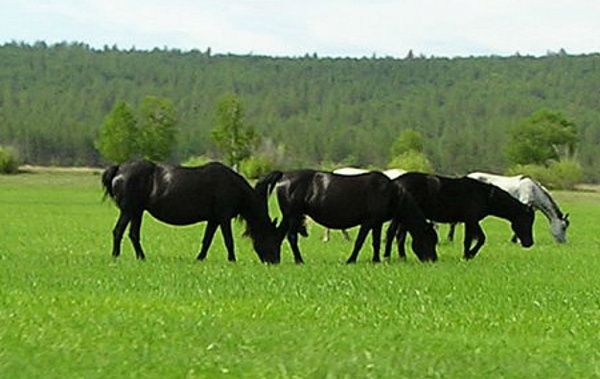 ���������� ��������� ������� ����������� �������