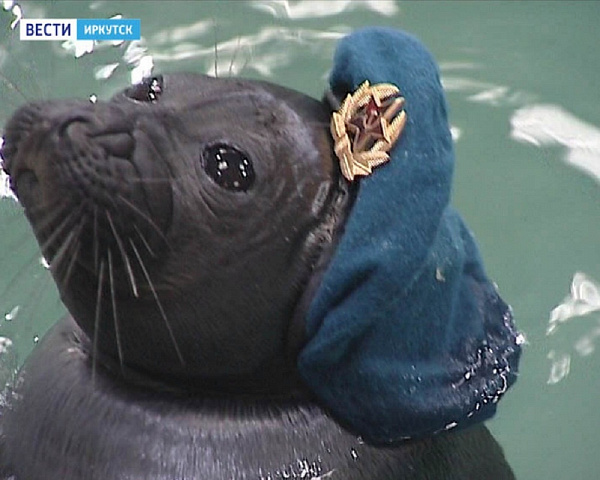 ����������� ����� ���������� ������-�������������� ���������