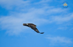 � �������� ������� �������� ������������� ����-����������