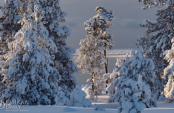 ������������� ������ � ������� ����� ������������ �� ������ ����������