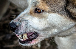 В Иркутской области определят агрессивность у бездомных собак