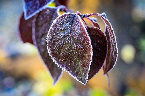 � ����-��� ���� �� +3 �������� 