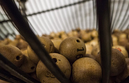 ������ ������� ����� ���� ���������� ������ 