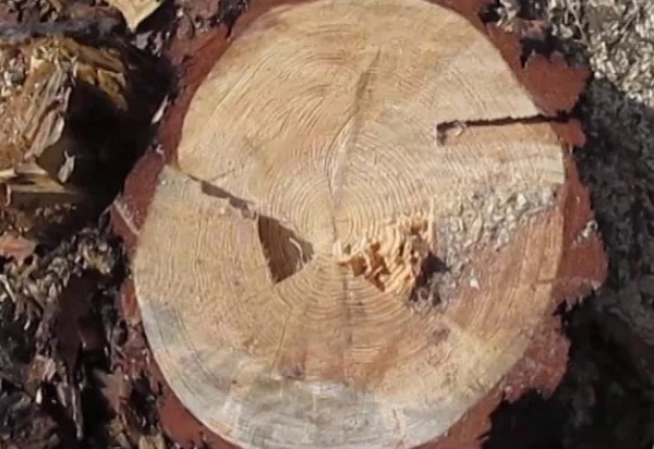 Безработный житель Бурятии спилил деревьев на 320 тысяч 