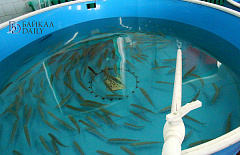 В Бурятии ощутимо вырос спрос на специалистов рыбного хозяйства