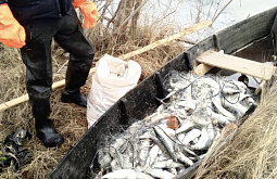 В Бурятии браконьер наловил омуля аж на 1,7 млн рублей 