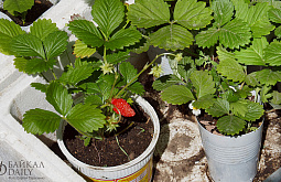 ���� ��� �� ���� � ������� �������� �������������� 