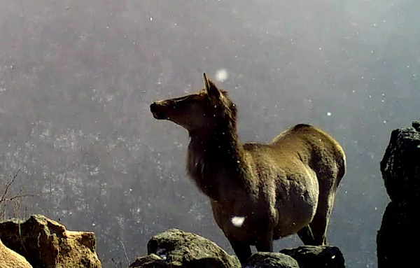 � ���������� ������� ���������� �������� �����