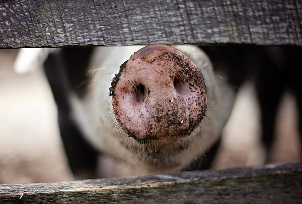 � ������� ����������� ������� ��������� ������ 