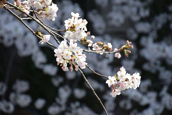 � ������� ��������� ����� ����� ������