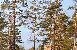 � ����-��� ��������� ��������� ���� �������� � ������ 