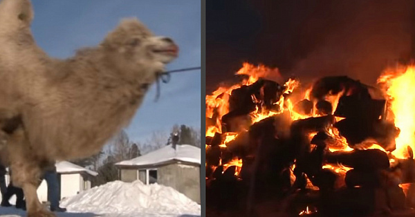 Сожгли пять верблюдов: В Бурятии шокированы ритуалом «байкальских шаманов»  